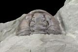 Wide Enrolled Flexicalymene Trilobite - Mt Orab, Ohio #85389-2